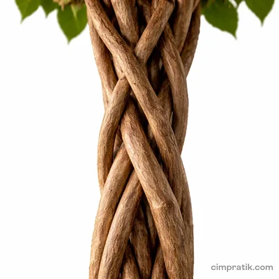 Braided Hibiscus - Rosa-sinensis - 2