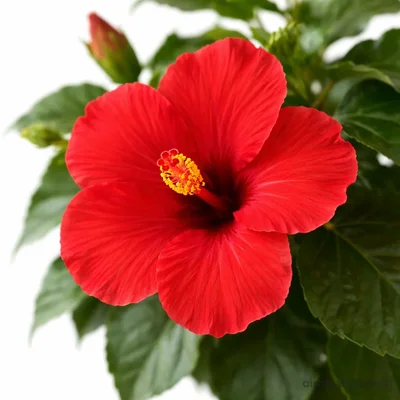 Braided Hibiscus - Rosa-sinensis - 3
