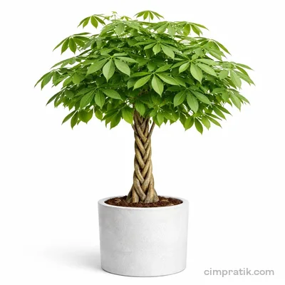 Braided Money Tree - Pachira Aquatica - 3