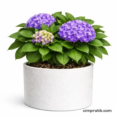 Ortanca - Hydrangea Macrophylla