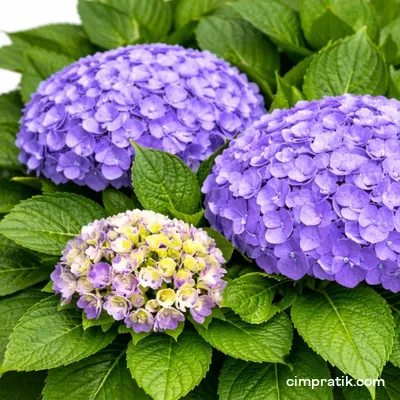 Ortanca - Hydrangea Macrophylla - 2