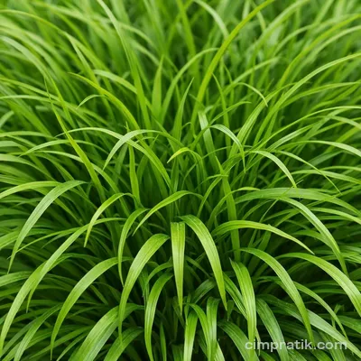 Osmanlı Çimi (Ophiopogon japonicus)