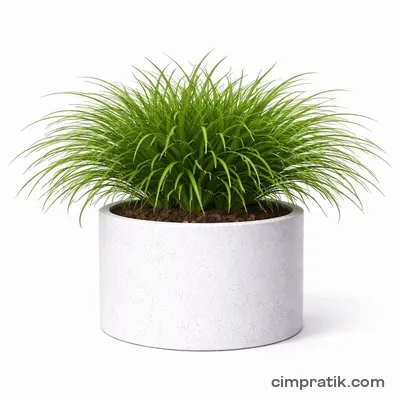 Mondo Grass (Ophiopogon japonicus) - 3