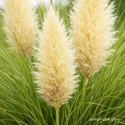 Pampas Çimi (Cortaderia selloana)