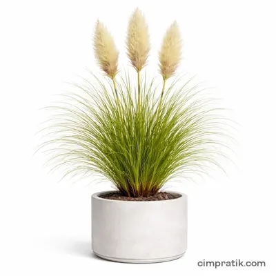 Pampas Çimi (Cortaderia selloana) - 3
