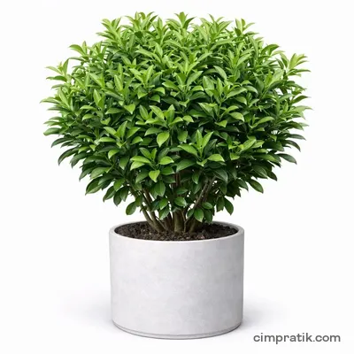 Glossy Viburnum (Viburnum lucidum) - 3