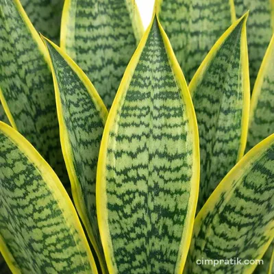 Paşa Kılıcı (Sansevieria trifasciata)