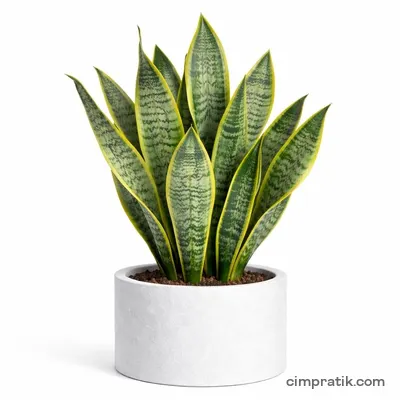 Paşa Kılıcı (Sansevieria trifasciata) - 3