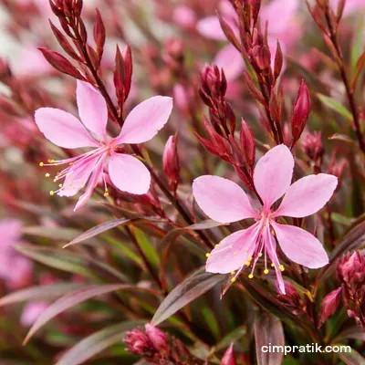 Pink Gaura - Gaura Lindheimeri 'Siskiyou Pink' - 2