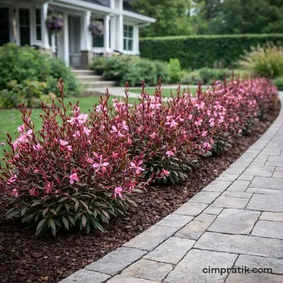 Pink Gaura - Gaura Lindheimeri 'Siskiyou Pink' - 3