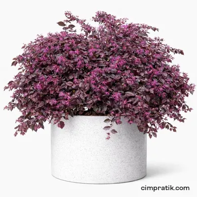 Pembe Rüya Çiçeği - Loropetalum Chinense