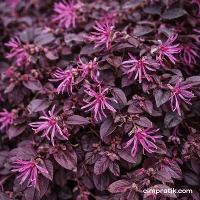 Pembe Rüya Çiçeği - Loropetalum Chinense - 2