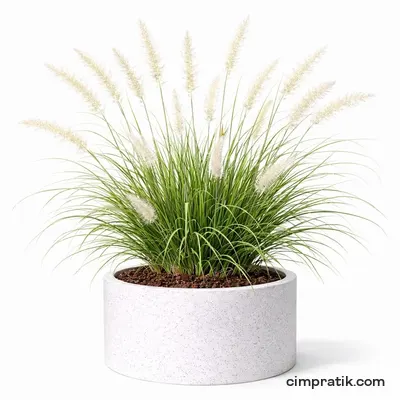 Fountain Grass - Pennisetum Setaceum