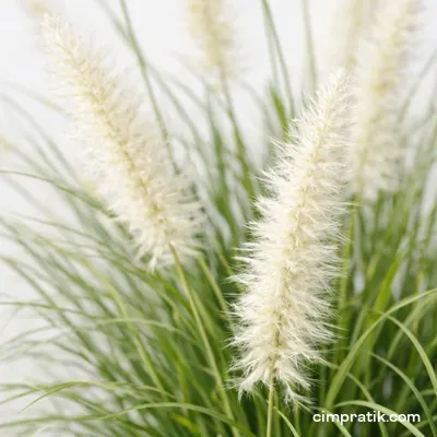 Pennisetum - Süs Çimi - 2