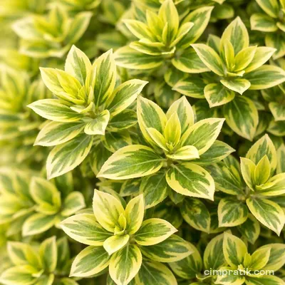 Piramit Bravo Taflan (Euonymus japonicus 'Bravo Pyramidalis')