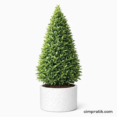 Pyramid Bay Laurel - Laurus Nobilis 'Pyramidalis'