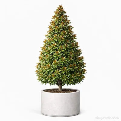 Piramit Manolya - Magnolia Grandiflora 'Pyramidalis'
