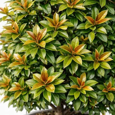 Piramit Manolya - Magnolia Grandiflora 'Pyramidalis' - 2