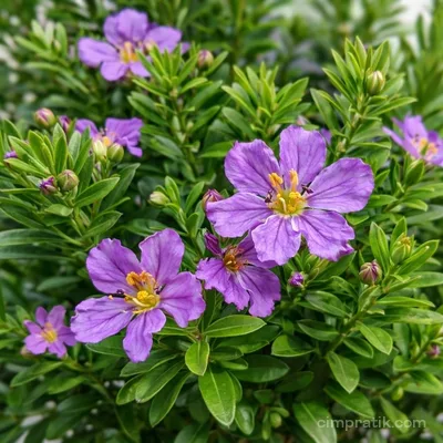 Poligala-Süt Otu - Polygala Myrtifolia