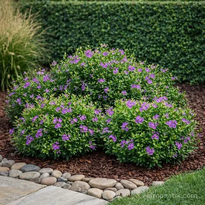 Poligala-Süt Otu - Polygala Myrtifolia - 2