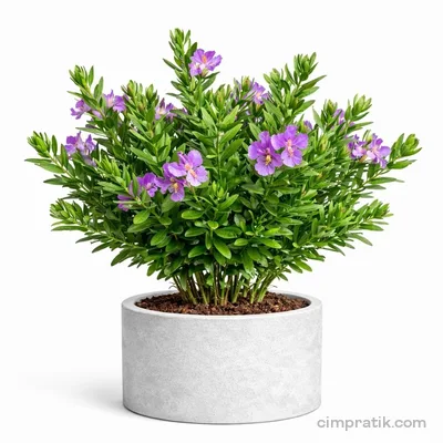 Poligala-Süt Otu - Polygala Myrtifolia - 3