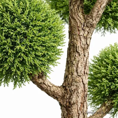 Ponpon Leylandi (Cupressocyparis leylandii 'Ponpon')