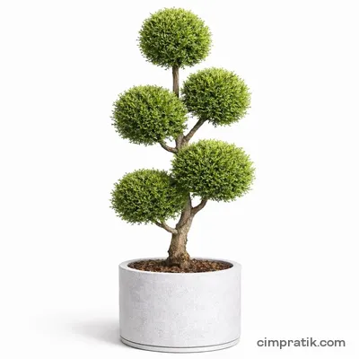 Pompom Leyland Cypress (Cupressocyparis leylandii 'Ponpon') - 3