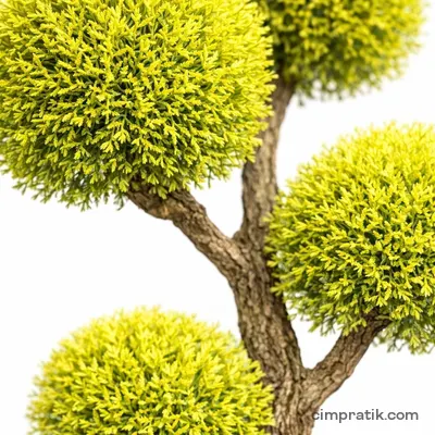 Ponpon Limoni Servi (Cupressus macrocarpa 'Ponpon')