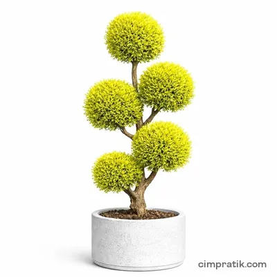 Ponpon Limoni Servi (Cupressus macrocarpa 'Ponpon') - 3