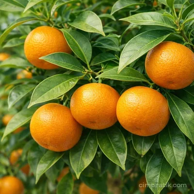 Portakal Ağacı - Citrus Sinensis