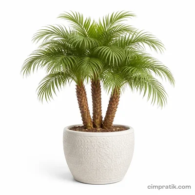 Pygmy Date Palm