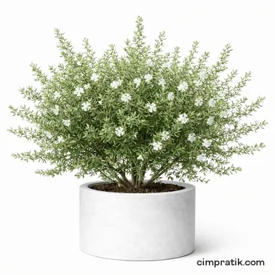 Sahil Biberiyesi - Westringia Fruticosa