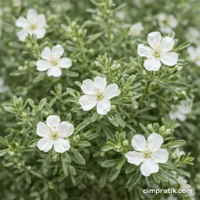 Sahil Biberiyesi - Westringia Fruticosa - 2