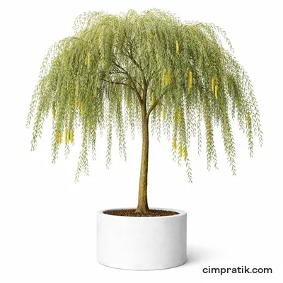 Weeping Willow - Salix Babylonica