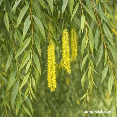 Weeping Willow - Salix Babylonica - 2