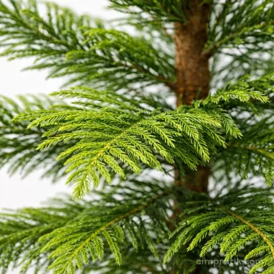 Salon Çamı - Araucaria Heterophylla