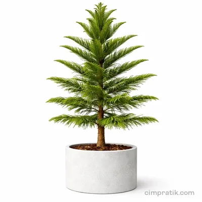 Salon Çamı - Araucaria Heterophylla - 3