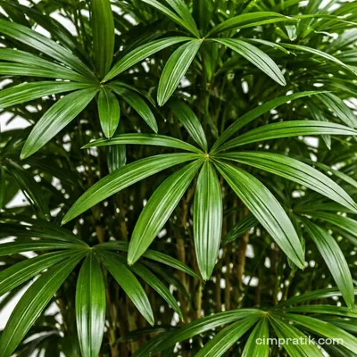 Salon Palmiyesi (Rhapis excelsa)