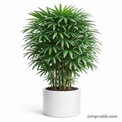 Salon Palmiyesi (Rhapis excelsa) - 3