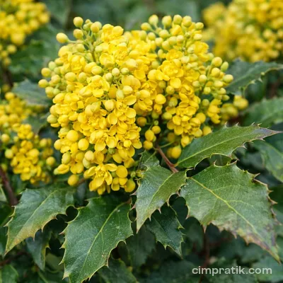 Sarı Boya Çalısı (Mahonia aquifolium)