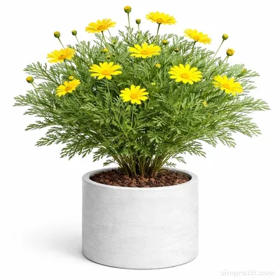 Sarı Çalı Papatyası - Euryops Pectinatus