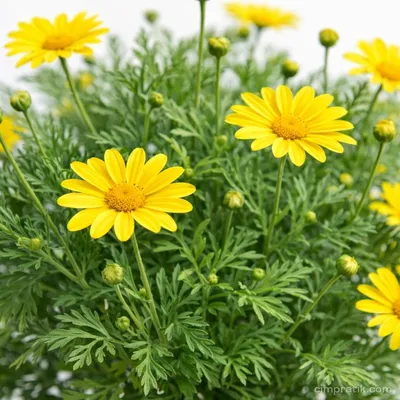 Bush Daisy - Euryops Pectinatus - 2