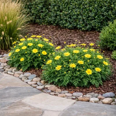 Bush Daisy - Euryops Pectinatus - 3