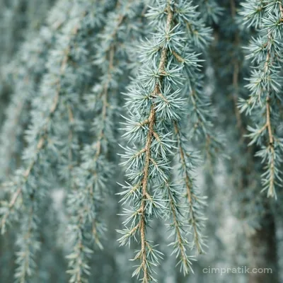 Sarkık Dallı Mavi Atlas Sediri - Cedrus Atlantica 'Glauca Pendula'
