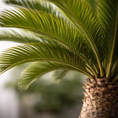 Sikas - Cycas Revoluta - 2