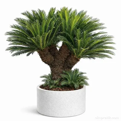 Çok Gövdeli Sikas - Cycas Revoluta 'Multi Head'