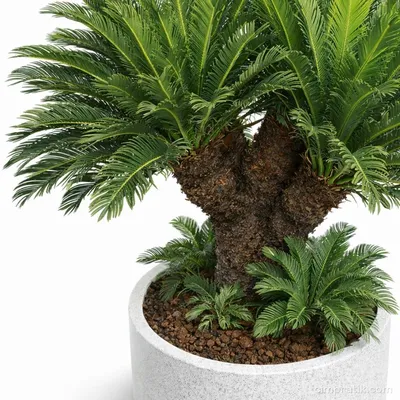 Multi Head Sago Palm - Cycas Revoluta - 2
