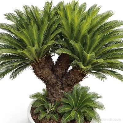 Multi Head Sago Palm - Cycas Revoluta - 3