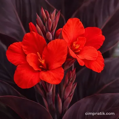 Siyah Kana (Canna indica 'Purpurea')