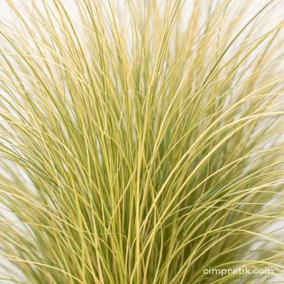 Sorguç Otu (Stipa tenuissima)